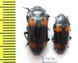 Erotylidae sp.  Ethiopia - INSECTS-STORE.RU