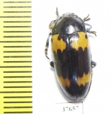 Erotylidae sp.  Honduras - INSECTS-STORE.RU