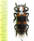 Erotylidae sp.  Indonesia, Sumatra - INSECTS-STORE.RU