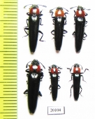 Erotylidae sp.  Laos - INSECTS-STORE.RU