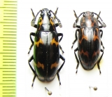 Erotylidae sp.  Malaysia, Borneo - INSECTS-STORE.RU