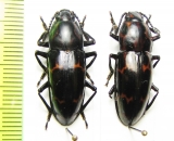 Erotylidae sp.  Malaysia, Borneo - INSECTS-STORE.RU