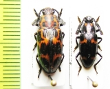 Erotylidae sp.  Malaysia, Borneo - INSECTS-STORE.RU