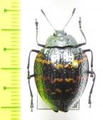 Erotylidae sp.  Peru - INSECTS-STORE.RU