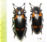 Erotylidae sp.  South Africa Rep. - INSECTS-STORE.RU