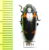 Erotylidae sp.  South Africa Rep. - INSECTS-STORE.RU