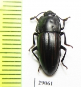 Erotylidae sp.  Tanzania - INSECTS-STORE.RU