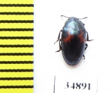 Aulacochilus luniferus  Russia, Far East - INSECTS-STORE.RU