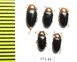 Triplax russica  Russia, Tver reg. - INSECTS-STORE.RU