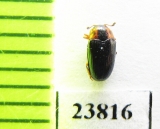 Triplax tatjanae  Russia, Far East - INSECTS-STORE.RU