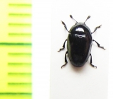 Tritoma niponensis  Russia, Far East - INSECTS-STORE.RU