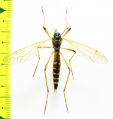 Tipulidae sp.  Russia, Tver reg. - INSECTS-STORE.RU