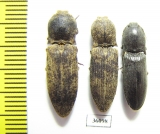 Elateridae sp.  Thailand - INSECTS-STORE.RU