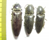 Elateridae sp.  Thailand - INSECTS-STORE.RU