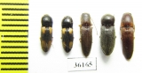 Elateridae sp.  Thailand - INSECTS-STORE.RU
