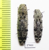 Elateridae sp.  Malaysia, Borneo - INSECTS-STORE.RU