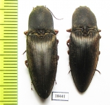 Elateridae sp.  Malaysia, Borneo - INSECTS-STORE.RU