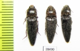 Elateridae sp.  Malaysia, Borneo - INSECTS-STORE.RU
