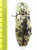 Paracalais macleayi  Australia - INSECTS-STORE.RU