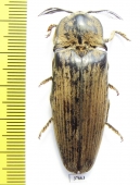 Elateridae sp.  Sudan - INSECTS-STORE.RU