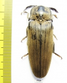 Elateridae sp.  Sudan - INSECTS-STORE.RU