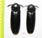 Elateridae sp.  South Africa Rep.  47mm - INSECTS-STORE.RU