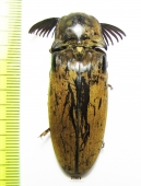 Elateridae sp.  South Africa Rep.  54mm - INSECTS-STORE.RU