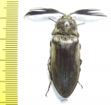 Elateridae sp.  South Africa Rep.  39mm - INSECTS-STORE.RU