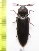 Elateridae sp.  South Africa Rep.   - INSECTS-STORE.RU