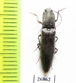 Elateridae sp.  South Africa Rep.   - INSECTS-STORE.RU