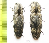 Elateridae sp.  South Africa Rep.   - INSECTS-STORE.RU