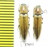 Elateridae sp.  South Africa Rep.   - INSECTS-STORE.RU