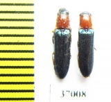 Elateridae sp.  South Africa Rep.   - INSECTS-STORE.RU