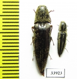 Elateridae sp.  Panama - INSECTS-STORE.RU