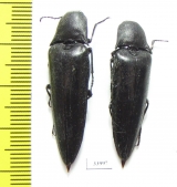 Elateridae sp.  Panama - INSECTS-STORE.RU