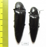 Elateridae sp.  Panama - INSECTS-STORE.RU