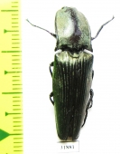 Elateridae sp.  Panama - INSECTS-STORE.RU