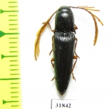 Elateridae sp.  Panama - INSECTS-STORE.RU