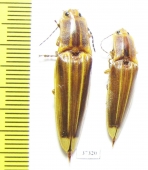 Elateridae sp.  Ecuador - INSECTS-STORE.RU