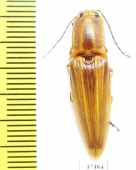 Elateridae sp.  Ecuador - INSECTS-STORE.RU