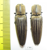 Elateridae sp.  Ecuador - INSECTS-STORE.RU