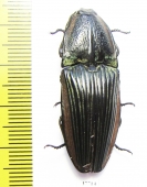 Elateridae sp.  Mexico - INSECTS-STORE.RU