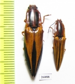 Elateridae sp.  Costa Rica - INSECTS-STORE.RU