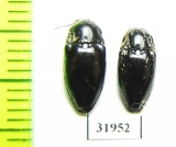 Elateridae sp.  Peru - INSECTS-STORE.RU