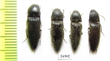 Elateridae sp.  China, Tibet - INSECTS-STORE.RU