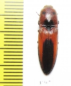 Elateridae sp.  China, Hunan prov. - INSECTS-STORE.RU