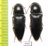 Elateridae sp.  Iran, Khuzestan prov. - INSECTS-STORE.RU