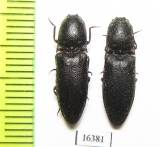 Elateridae sp.  Iran, Khuzestan prov. - INSECTS-STORE.RU