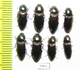 Elateridae sp.  Russia, Tver reg. - INSECTS-STORE.RU