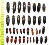 Elateridae sp.  Russia, Tver reg. - INSECTS-STORE.RU